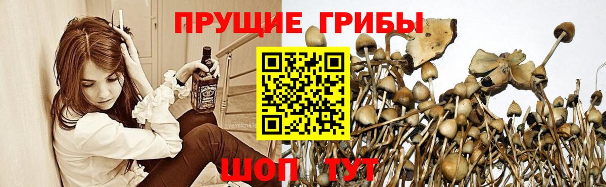 Галлюциногенные грибы GOLDEN TEACHER  Вход с VPN  Нижнекамск 